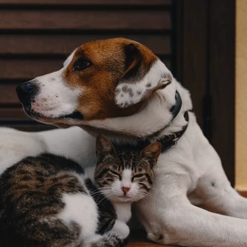 Bundle image