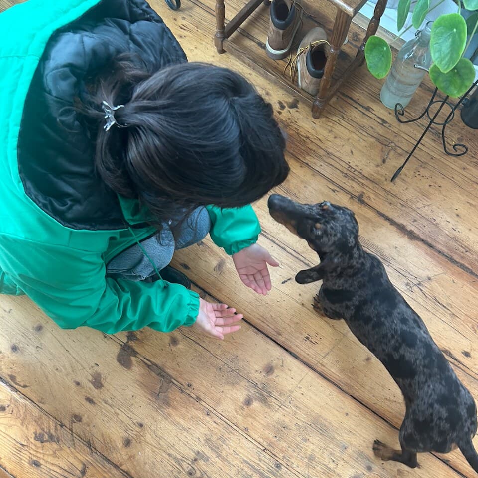 A child greeting a dachshund